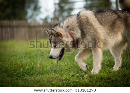 Color picture of an Alaskan Malamute outside