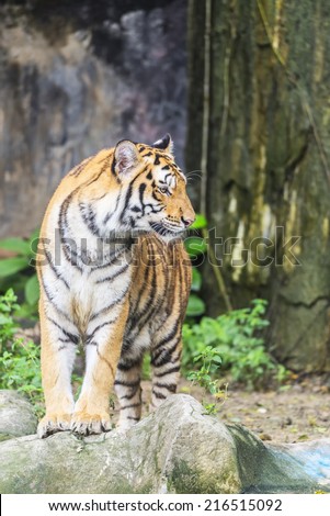 Asian- or bengal tiger standing