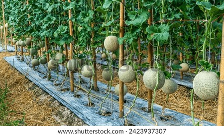 Similar – Foto Bild Melone in einer grünen, wiederverwendbaren Tasche. Umweltfreundliche Tasche mit Melone