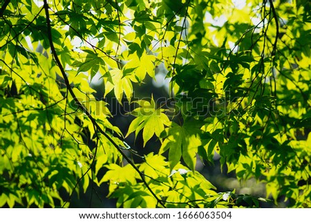 Maple tree with green feeling at ease Foto d'archivio © 