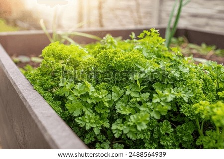 Similar – Image, Stock Photo Growing green parsley in the garden, selective focus