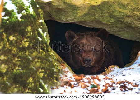 Brown bear in a den in its natural habitat Photo stock © 