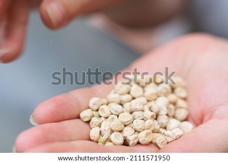 In the hand is already peeled and dried peas.