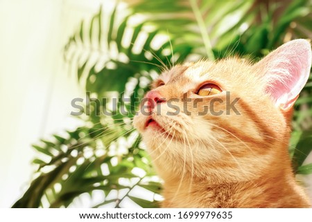 The red cat basks in the sun. Pet, indoor plant. Сток-фото © 