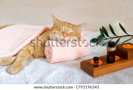 A cat sleeps resting his head on a towel on a massage table while taking spa treatments, massage oil, relax