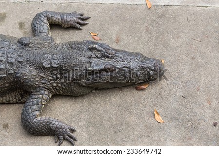 Sun bath crocodile on cement ground