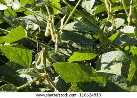 Immature Soy Bean Pods Ripening On The Vine Stock Photo 110624813 ...