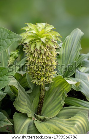 Similar – Image, Stock Photo Inflorescence of Eucomis bicolor, crested lily, bulbous flower from Natal and the Drakensberg Mountains