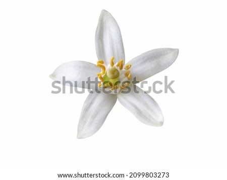 Similar – Image, Stock Photo orange petals cutout