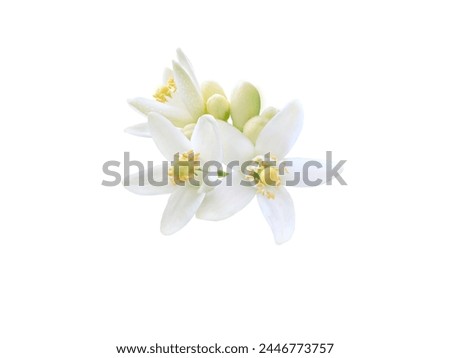 Similar – Image, Stock Photo orange petals cutout close up