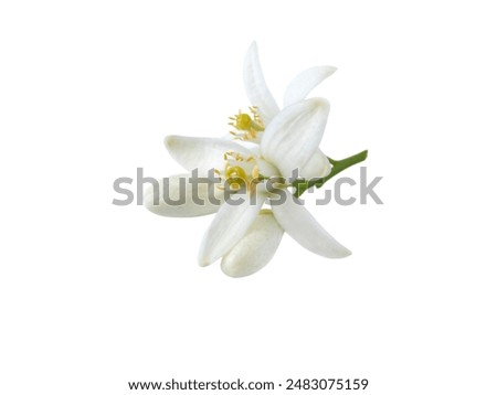 Similar – Image, Stock Photo orange petals cutout close up