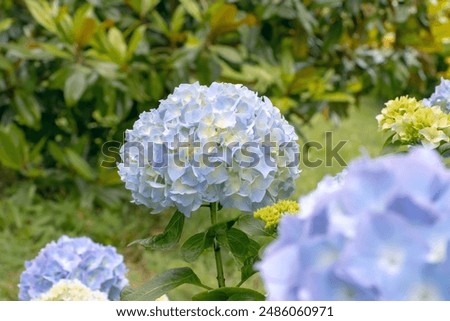 Similar – Image, Stock Photo Hydrangea Environment