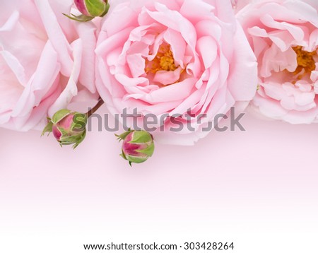 Pale pink roses bouquet on the light pink background