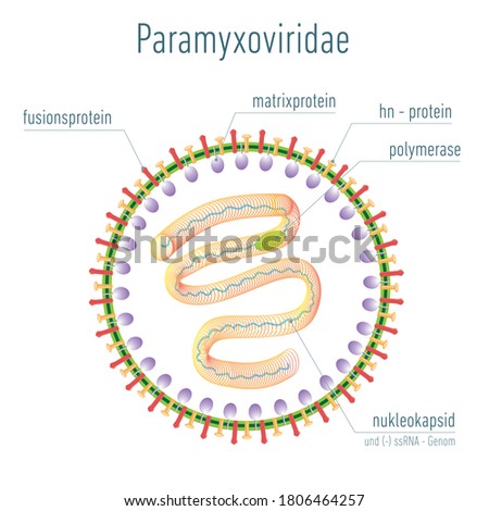 Paramyxoviridae is a family of negative-sense, single-stranded RNA viruses in the order Mononegavirales.