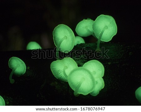 Similar – Foto Bild Fluoreszierende Pilze im Wald