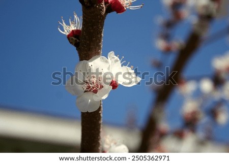 Similar – Image, Stock Photo Upclose view of blooming pink Daisy in the spring sun