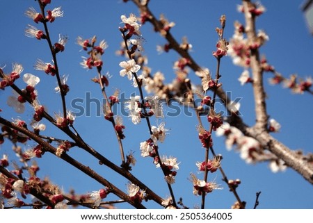 Similar – Image, Stock Photo Upclose view of blooming pink Daisy in the spring sun