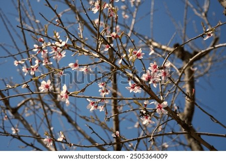 Similar – Image, Stock Photo Upclose view of blooming pink Daisy in the spring sun
