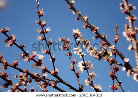 Similar – Image, Stock Photo Upclose view of blooming pink Daisy in the spring sun