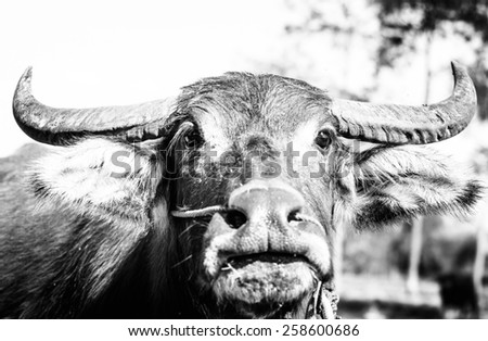Close up a face of asia buffalo with black and white color ,focus on horn and eye