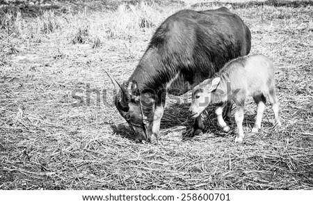 Eating time of a mom buffalo and baby on a farm with black and white color
