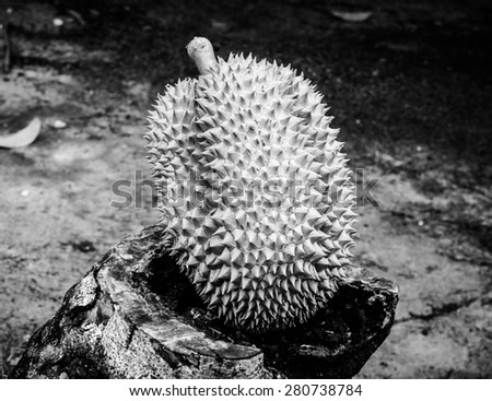 Welcome to Thailand with fresh Durian, the King of fruit at the Durian orchard on black and white color