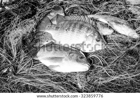 Black and white color of a fresh of fish put on fishing net ready for cooking