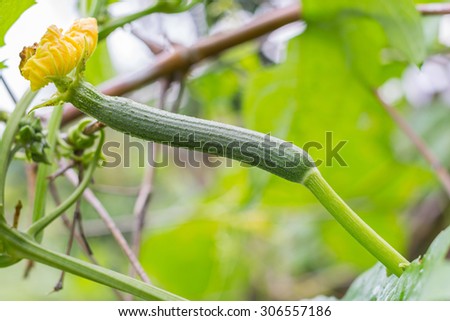 Zucchini or courgette plants grow on tree, detail of fresh growing plant zucchini and flower and stem and green leaves in thailand.