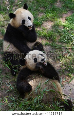 china panda