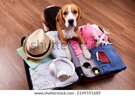 A beagle dog next to an open suitcase with clothes and vacation items. Summer travel, preparation for the trip, packing of luggage. Photo stock © 