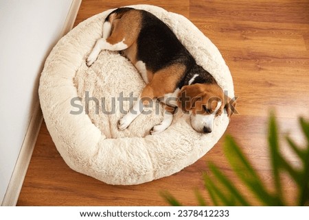 Similar – Foto Bild Ein Beagle liegt gemütlich vor dem Ofen