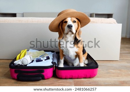 Image, Stock Photo Beagle dog with a stick on a green field during spring runs towards camera.