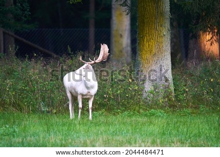 Similar – Image, Stock Photo Albino Deer Forest Nature