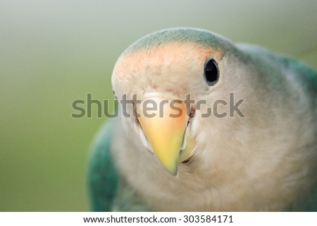 Close up green parrot.