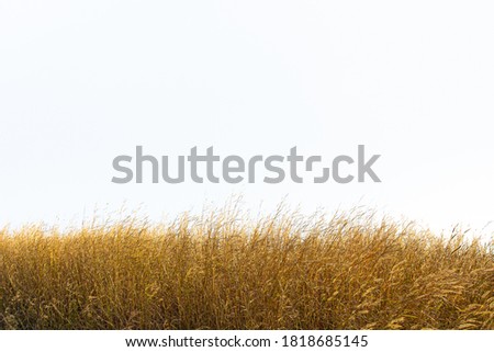 Image, Stock Photo Close-up of green panicle hydrangea against a blue background