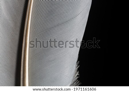 Black macro feather,Black macro feather,Black raven feathers ,Serbia, Feather, Macrophotography, Black Color, Gray Color,Raven feather in macro view ,Feather, Germany, Backgrounds, Bird, Black Color,