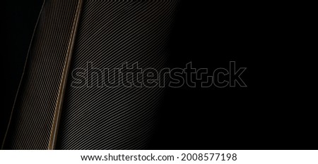Black macro feather,Black raven feathers ,Serbia, Feather, Macrophotography, Black Color, Gray Color,Raven feather in macro view ,Feather, Germany, Backgrounds, Bird, Black Color,Abstract, Art,