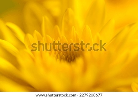 Image, Stock Photo Macro flower yellow flower bright yellow