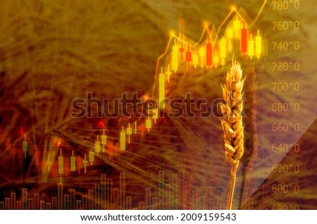 Diagram of rising food prices. Increase in the price of wheat seedson the graph with dollar sign. Put up price of seeds. Exchange quotes