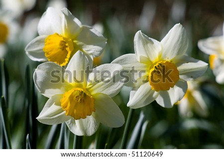 narcissus - sign of spring