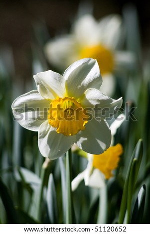 narcissus - sign of spring