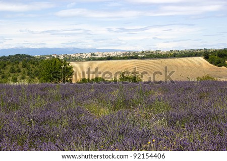 Lavender field in the region of Provence, southern France