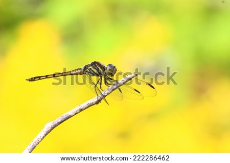 Dragonfly is an insect whose larvae live in water. The adult lives on land have wings to fly.