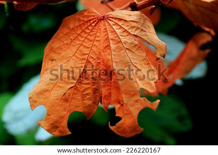 Gold leaf is ivy leaves a heart-shaped leaves, heart-shaped back.