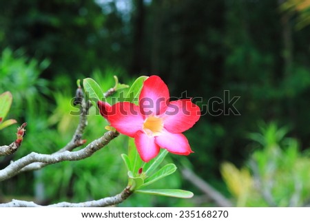 Flowers are beautiful wood with colorful flowers. The wood is fed to grow easily. Because withstand drought better. It is known as the Desert Rose (Rose of the Desert).