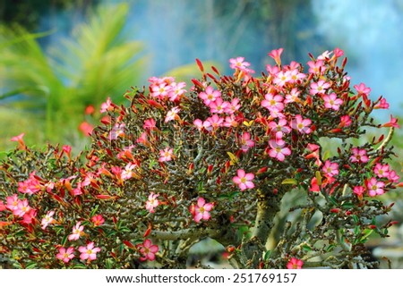 Desert Rose, Impala Lily, Mock Azalea is the name of plants with beautiful colorful flowers. The wood is easy to grow More resistant to drought It has been referred to Desert Rose (Desert Rose).