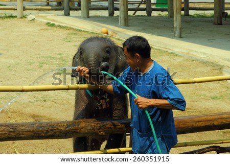 Lampang, Thailand -12 March 2015 Elephant Hospital Motherless calf was \
