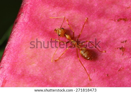 Red ant, Green tree ant ,Weaver ant,MOT is of adult workers. Ants are wingless female body shape red long slender neck has contracted to build a nest. Larvae and queen ant nest defense.
