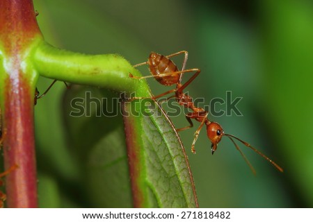Red ant, Green tree ant ,Weaver ant,MOT is of adult workers. Ants are wingless female body shape red long slender neck has contracted to build a nest. Larvae and queen ant nest defense.