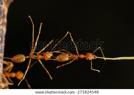 Red ant, Green tree ant ,Weaver ant,Ants are do a pyramid of acrobat.